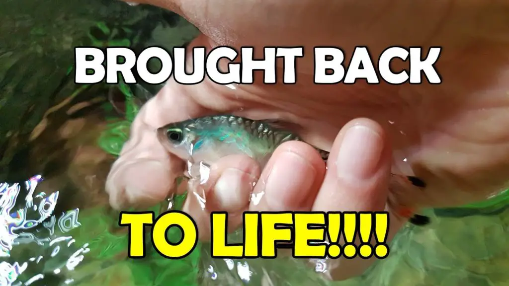 How to Save a Fish from Shock