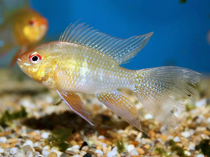 How to Help Fish Regrow Fins? by Whypetfish.com