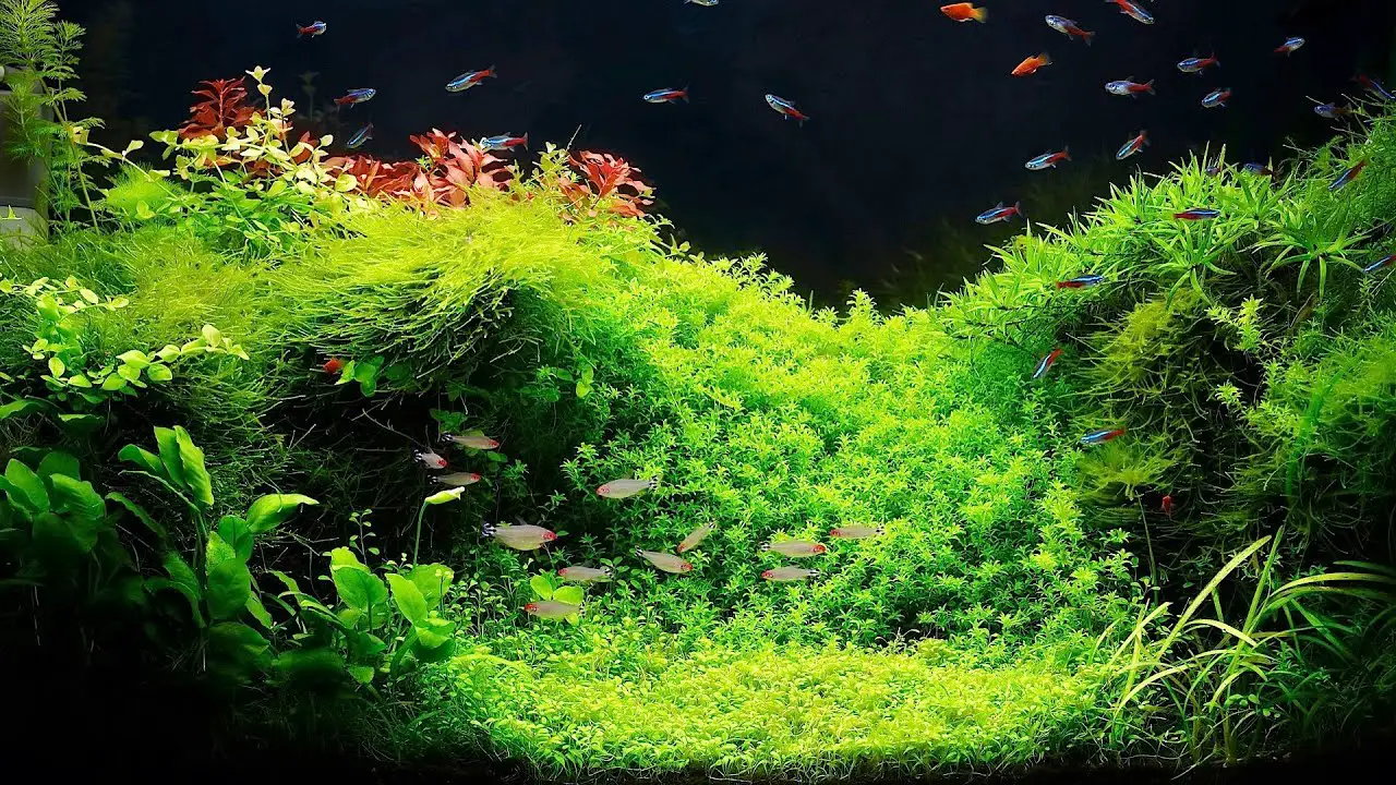 planted fish tank hd