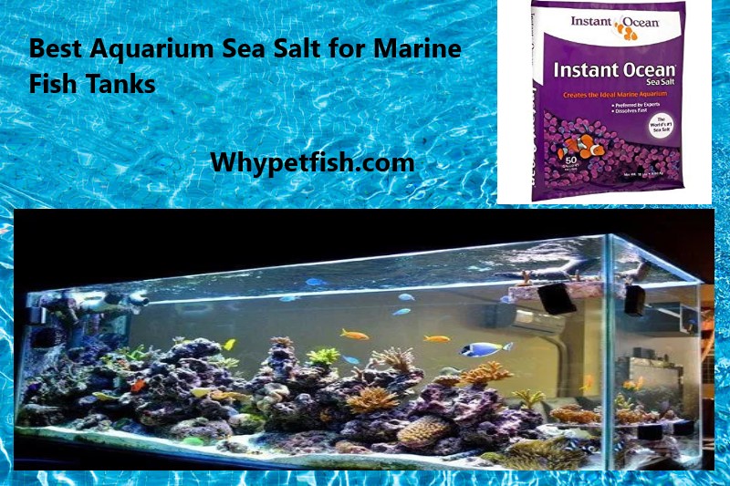 Best Aquarium Sea Salt for Marine Fish Tanks