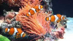 Best Nemo Fish to Buy