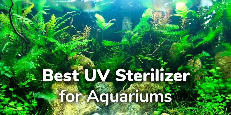 Best UV Sterilizer for Planted Aquarium