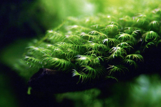 Best Moss for Freshwater Aquariums
