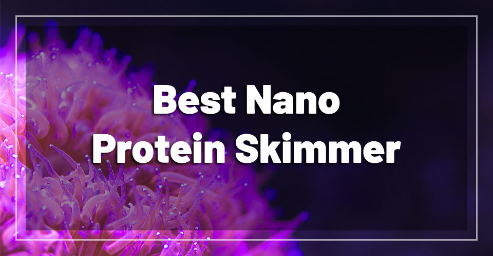 Best Protein Skimmers for Nano Reef Tank