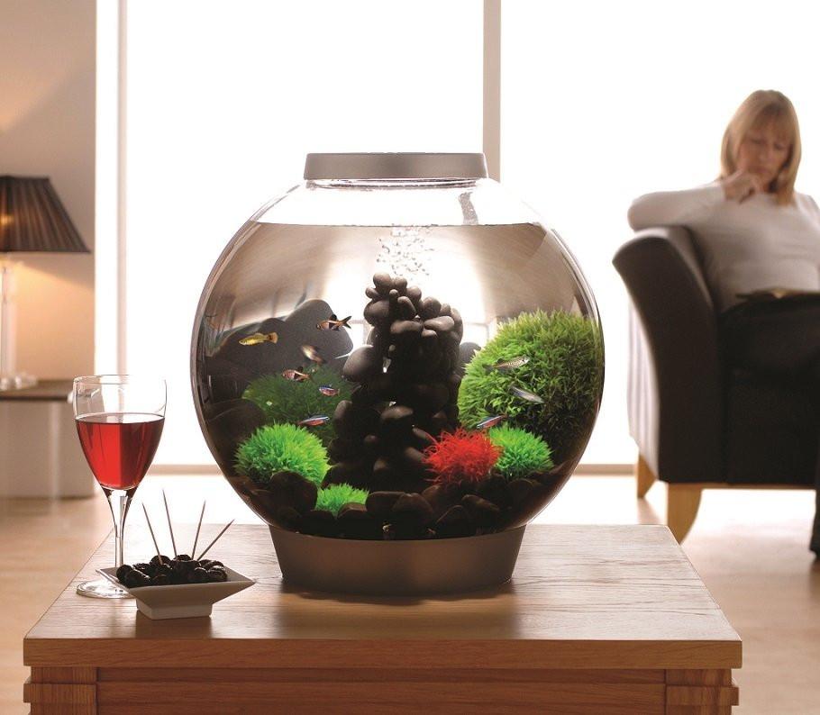 Best Round Fish Tanks for Beginners