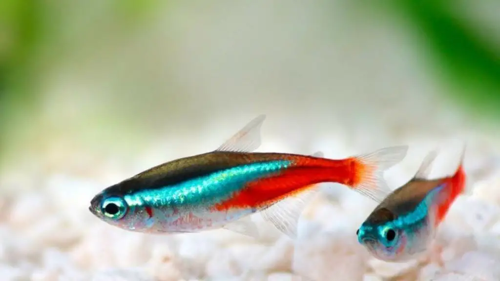 Best Tetra Fish to Keep
