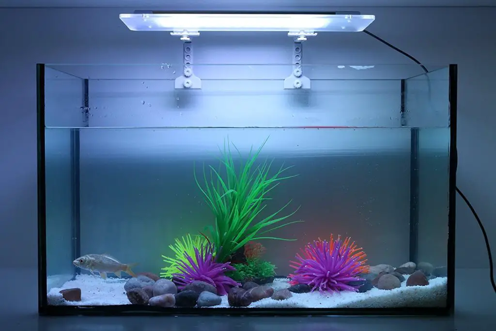 How Long Should Fish Tank Light Stay On