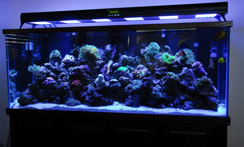 best fluorescent light for aquarium        <h3 class=
