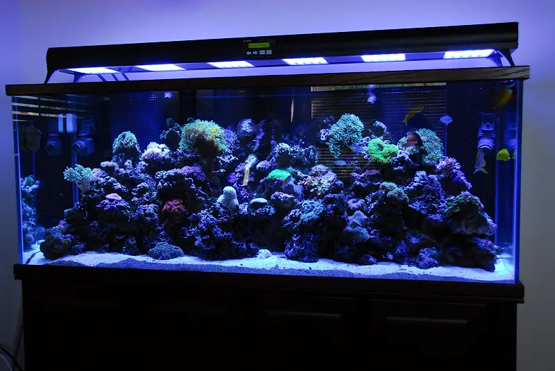 Best Fluorescent Light for Freshwater Aquarium