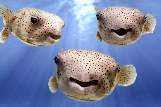 Best Puffer Fish for Reef Tank