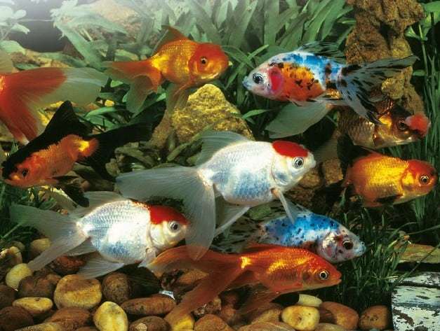 Best Type of Goldfish for Small Tank in 2021