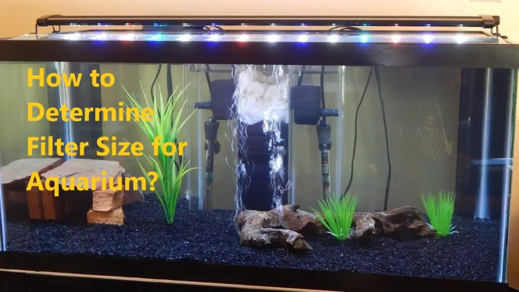 How to Determine Filter Size for Aquarium