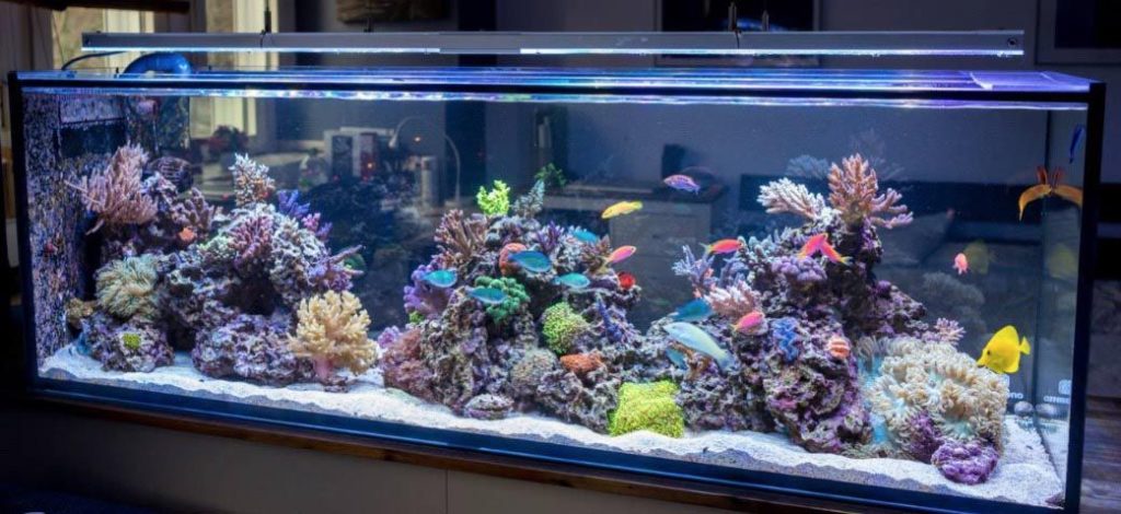 How to Upgrade to a Bigger Fish Tank