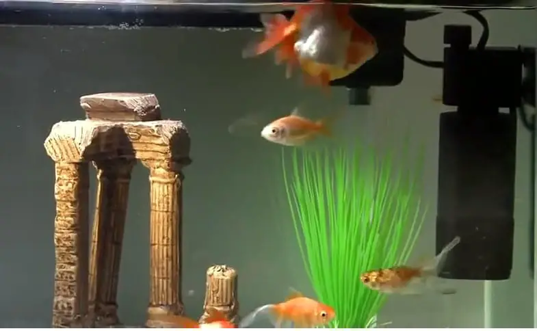 How to Use a UV Sterilizer in a Fish Tank