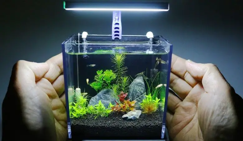 fish for small tanks