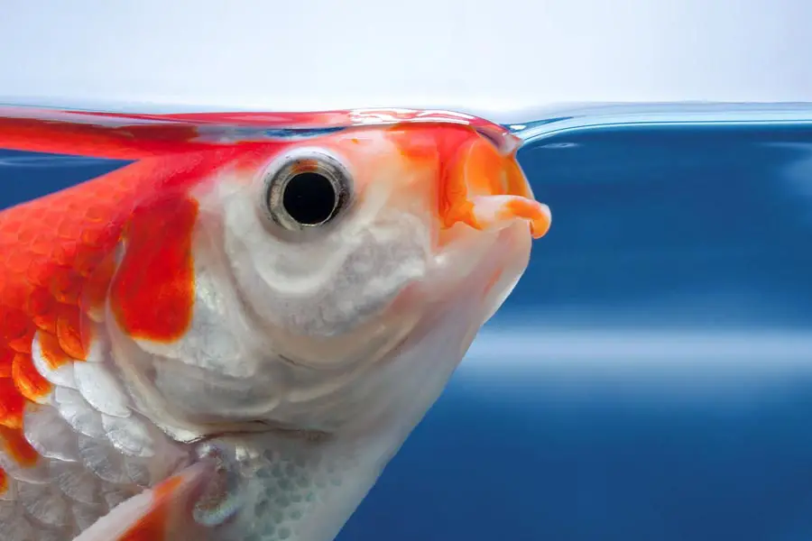 How Do Gills Help Fish Breathe Underwater