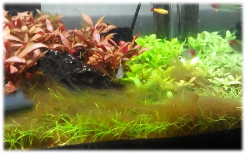 How Do I Stop Brown Algae Growing In my Aquarium