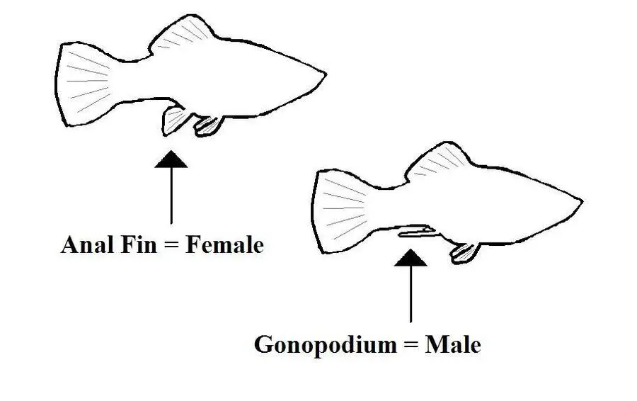How to Identify the Sex of a Fish