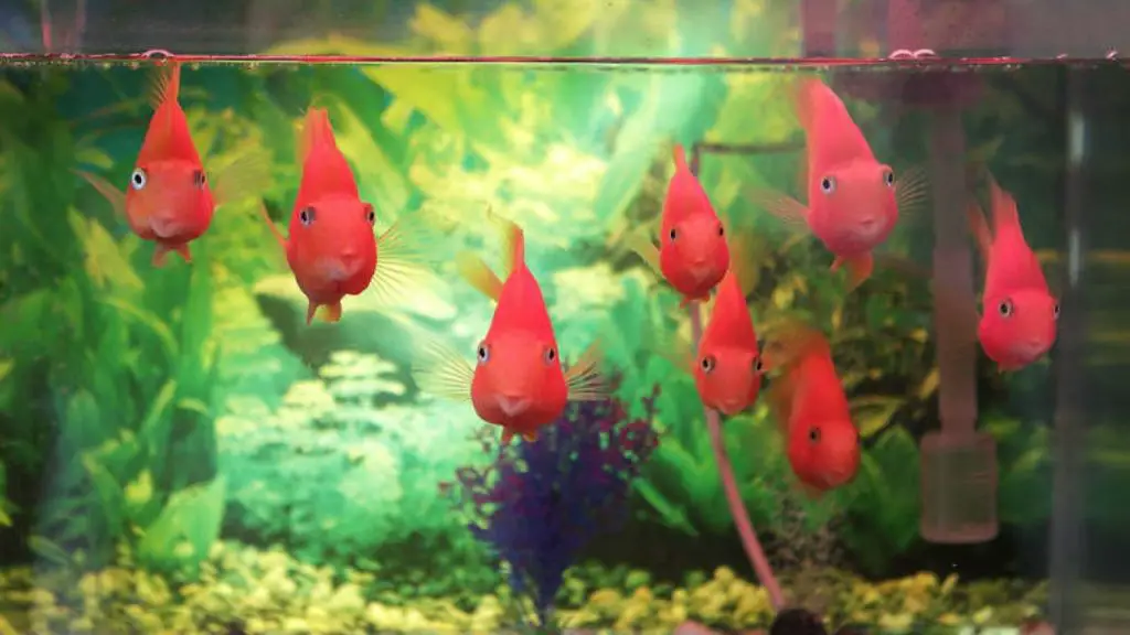 How Long Can Pet Fish Survive Without Food