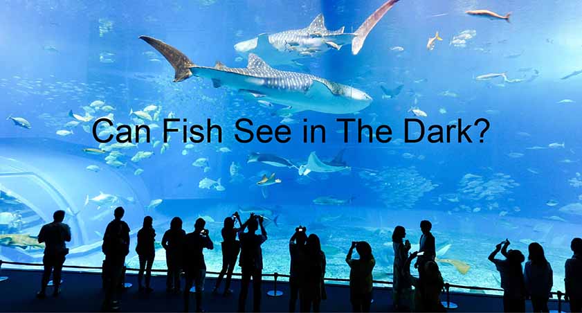 How Well Do Fish See In The Dark