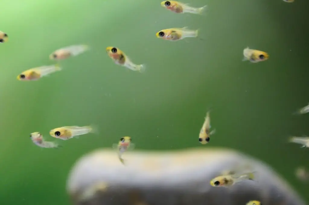 How to Keep Baby Fish Safe in Aquarium