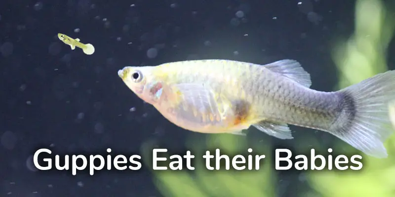 How to Stop Guppies from Eating Their Babies