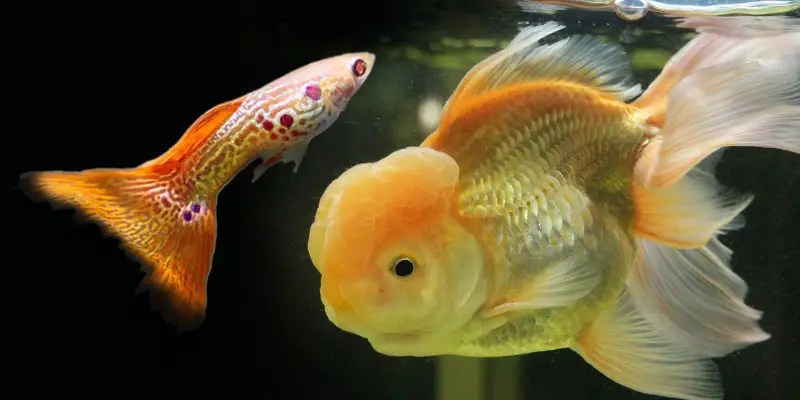 Can Fancy Goldfish Live with Guppies?