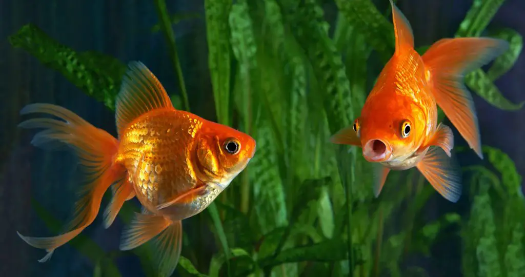 Can a Goldfish Die From Overeating?