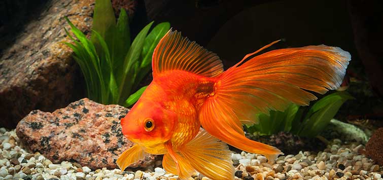Can a Goldfish Have a Heart Attack?