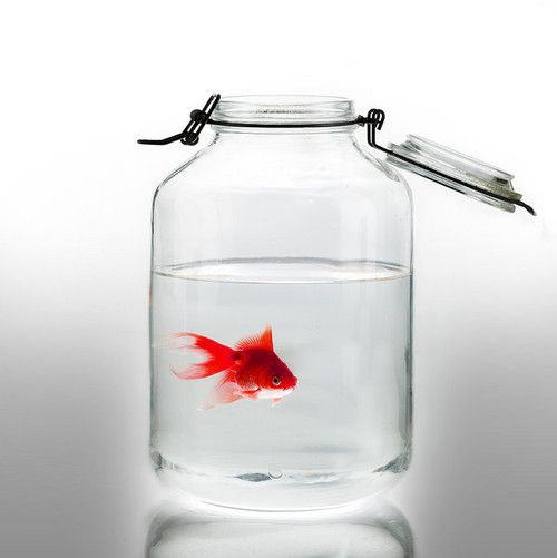 Can a Goldfish Live in Mason Jar?