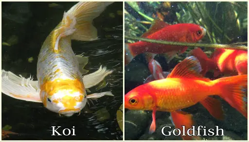 Can a Goldfish and a Koi Mate?