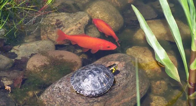 Can a Goldfish and a Turtle Live Together?