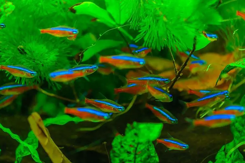Can a Tropical Fish Live in Cold Water?