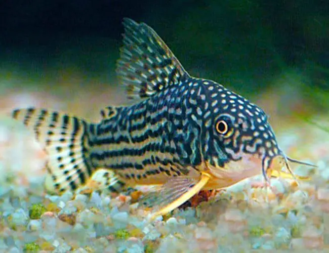 How many Cory Catfish should be kept together? 7 Facts