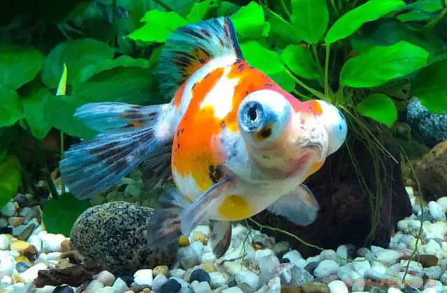 How to Save a Fish From Ammonia Poisoning?