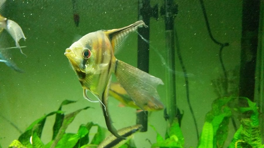 How to treat aquarium fish for internal parasites?