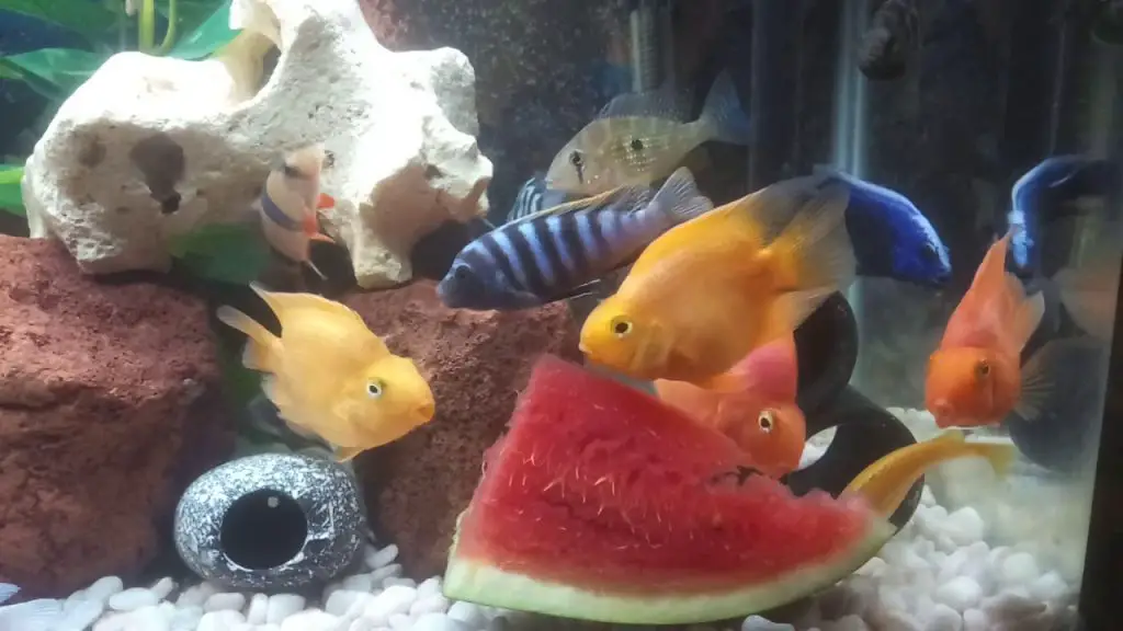 Can African Cichlids Eat Watermelon?