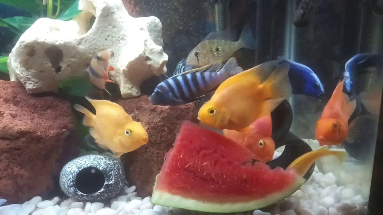 Can African Cichlids Eat Watermelon? Pros & Cons