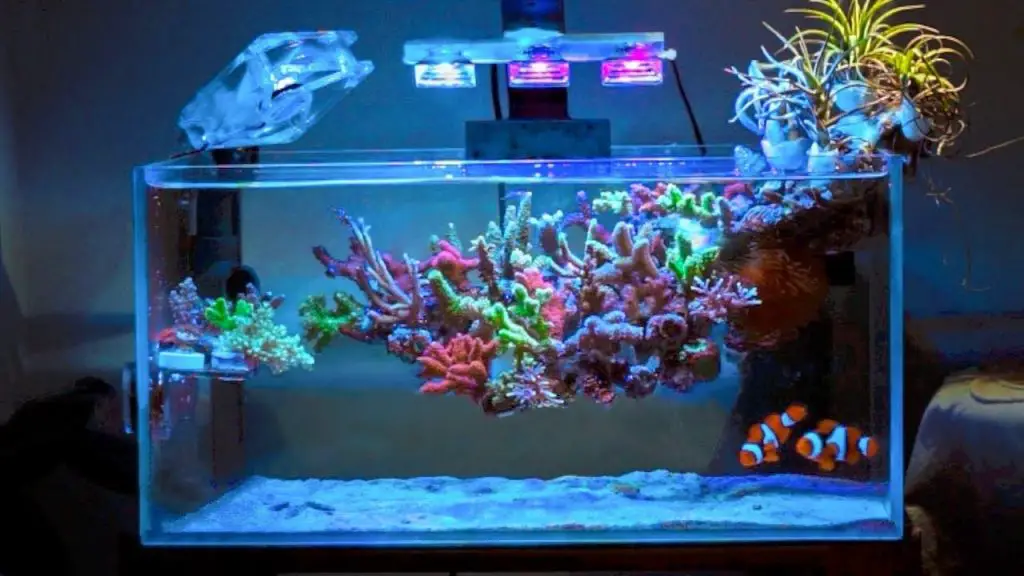 Are Acrylic Aquariums Better Than Glass?