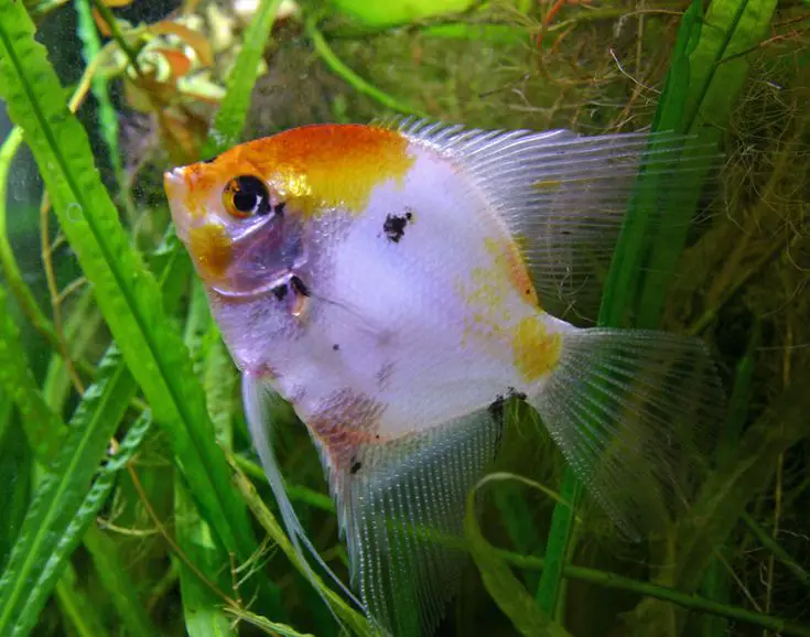 Can Angel Fish Live with Tiger Barbs?