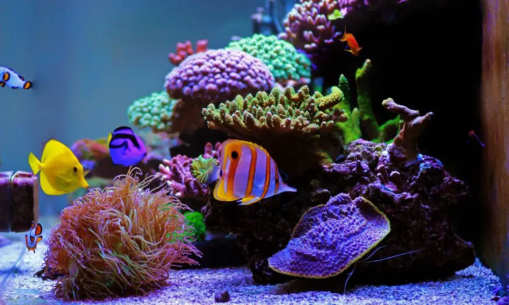 Can a Saltwater Tank be Used for Freshwater?