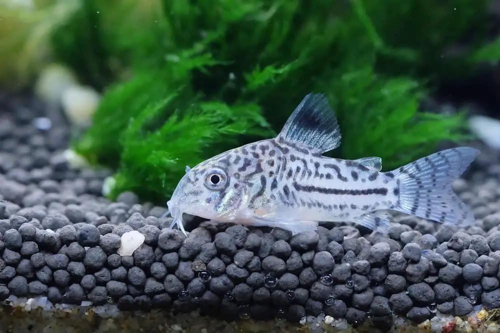 How Much Does a Cory Catfish Cost?