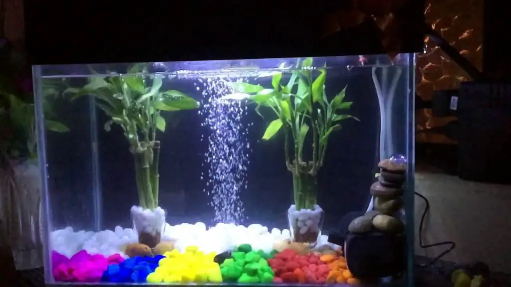 How to Plant Lucky Bamboo in Fish Tank?