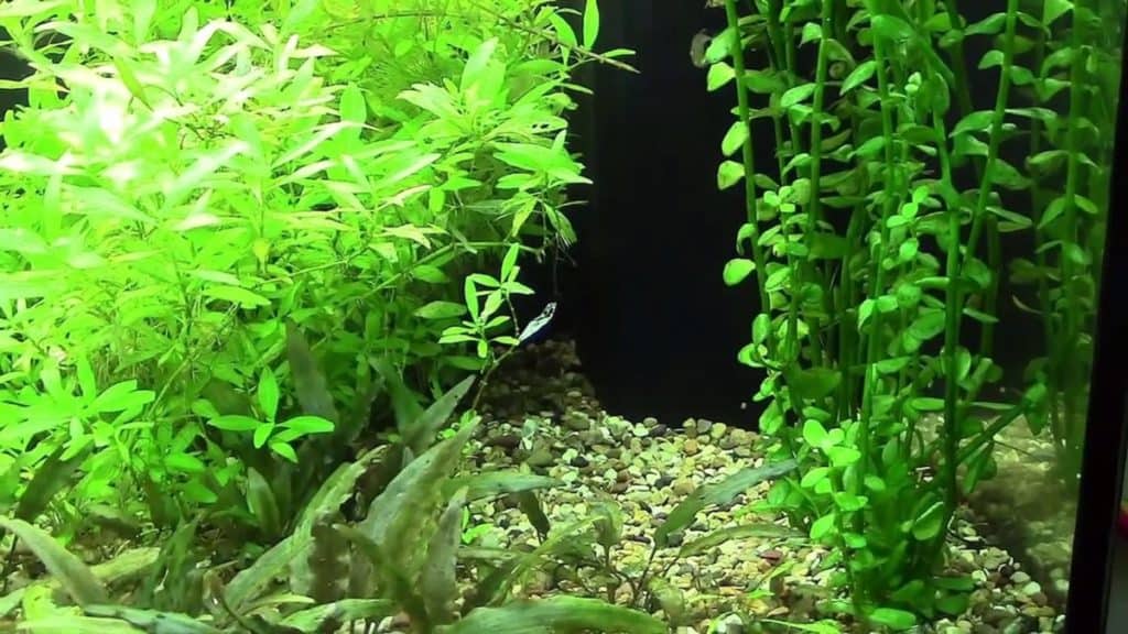 How to Trim and Replant Aquarium Plants?
