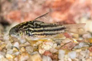 What Type of Cory Catfish Should I Get?