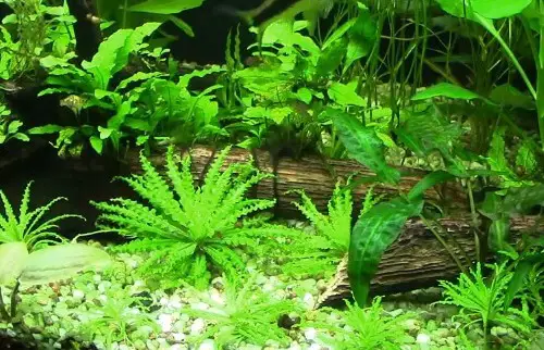 What are Aquarium Stem Plants?