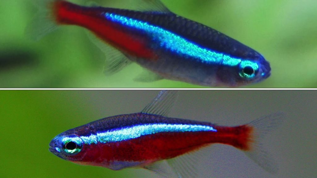 Which is Better Neon or Cardinal Tetra?
