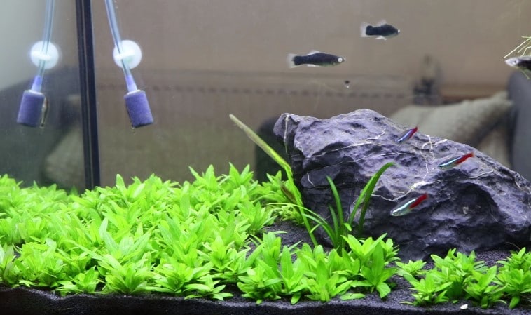 Can Aquarium Plants Grow Without Soil?
