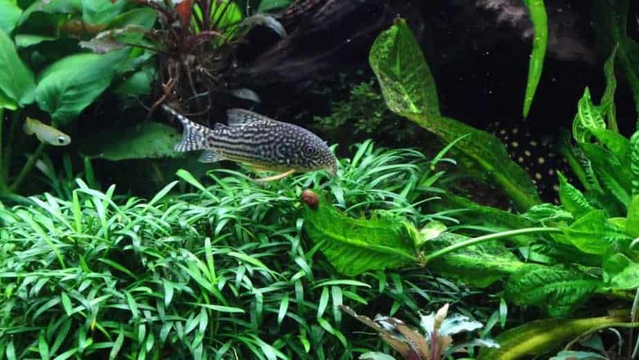 Can Aquarium Plants Kill Fish?