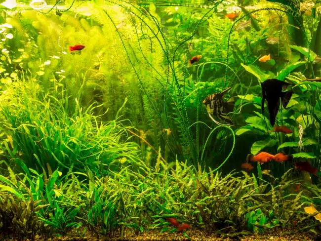 Can Aquarium Plants Live in Brackish Water?